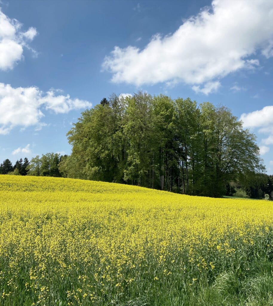 Blühendes Feld, Wald und blauer Himmel